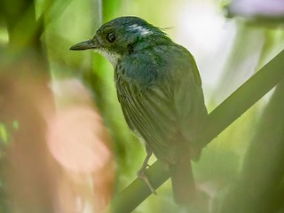  - Little Slaty Flycatcher