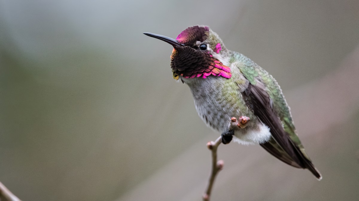 Anna's Hummingbird - ML396948211