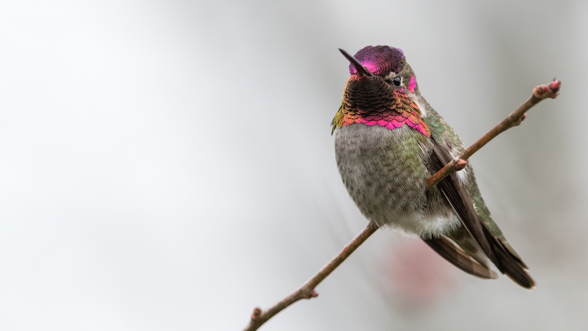 Anna's Hummingbird - ML396948681