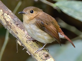  - Cryptic Flycatcher