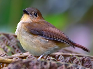  - Cryptic Flycatcher