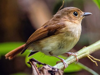  - Cryptic Flycatcher