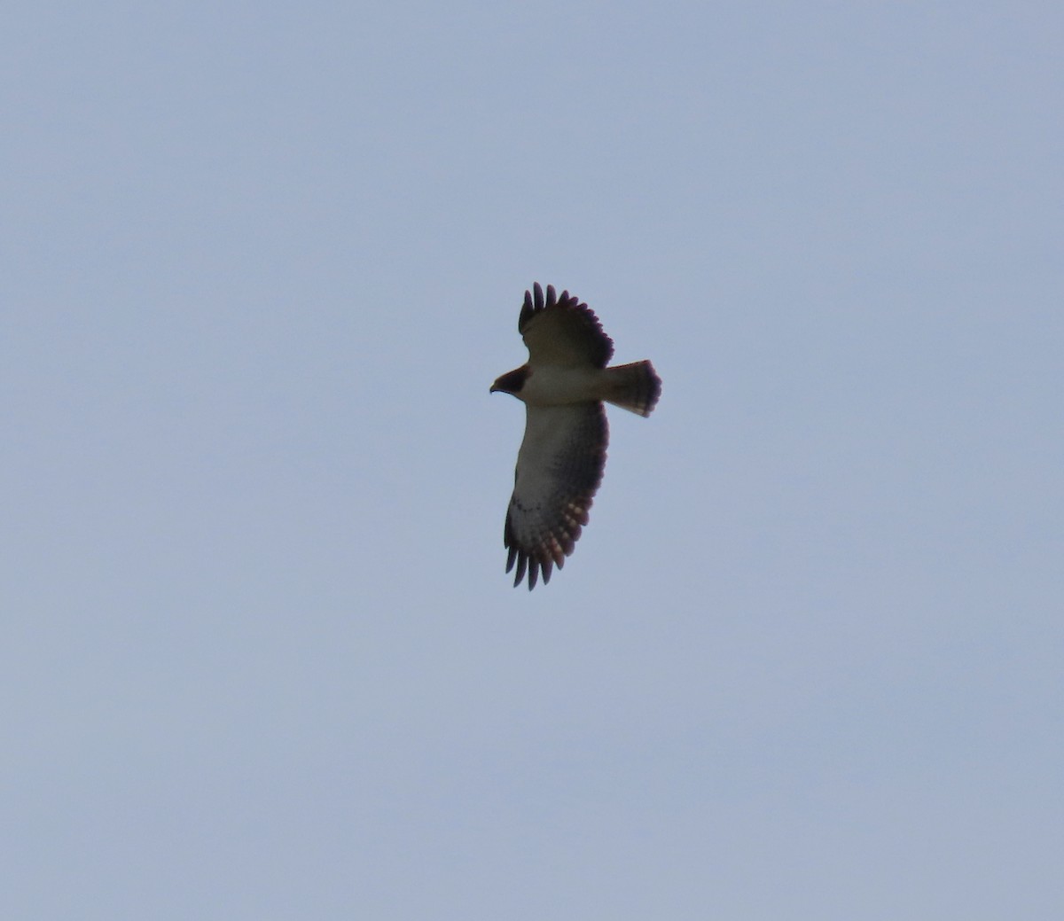 Short-tailed Hawk - Roy Netherton