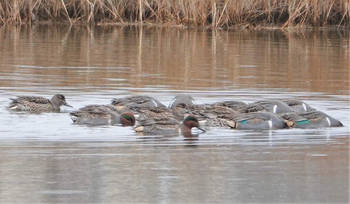Green-winged Teal - ML396952941