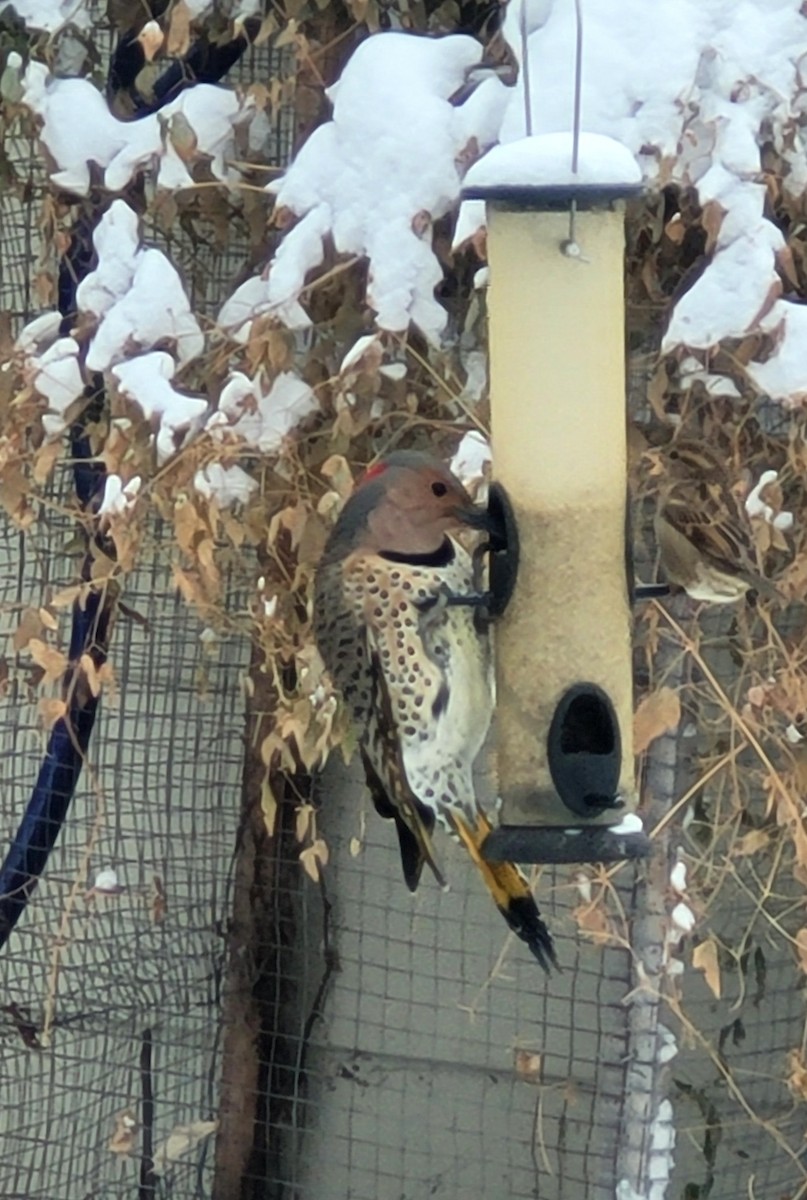 Northern Flicker (Yellow-shafted) - ML396959671