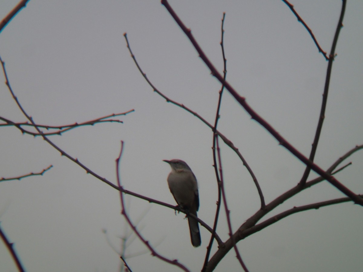 Northern Mockingbird - Jigu Patel