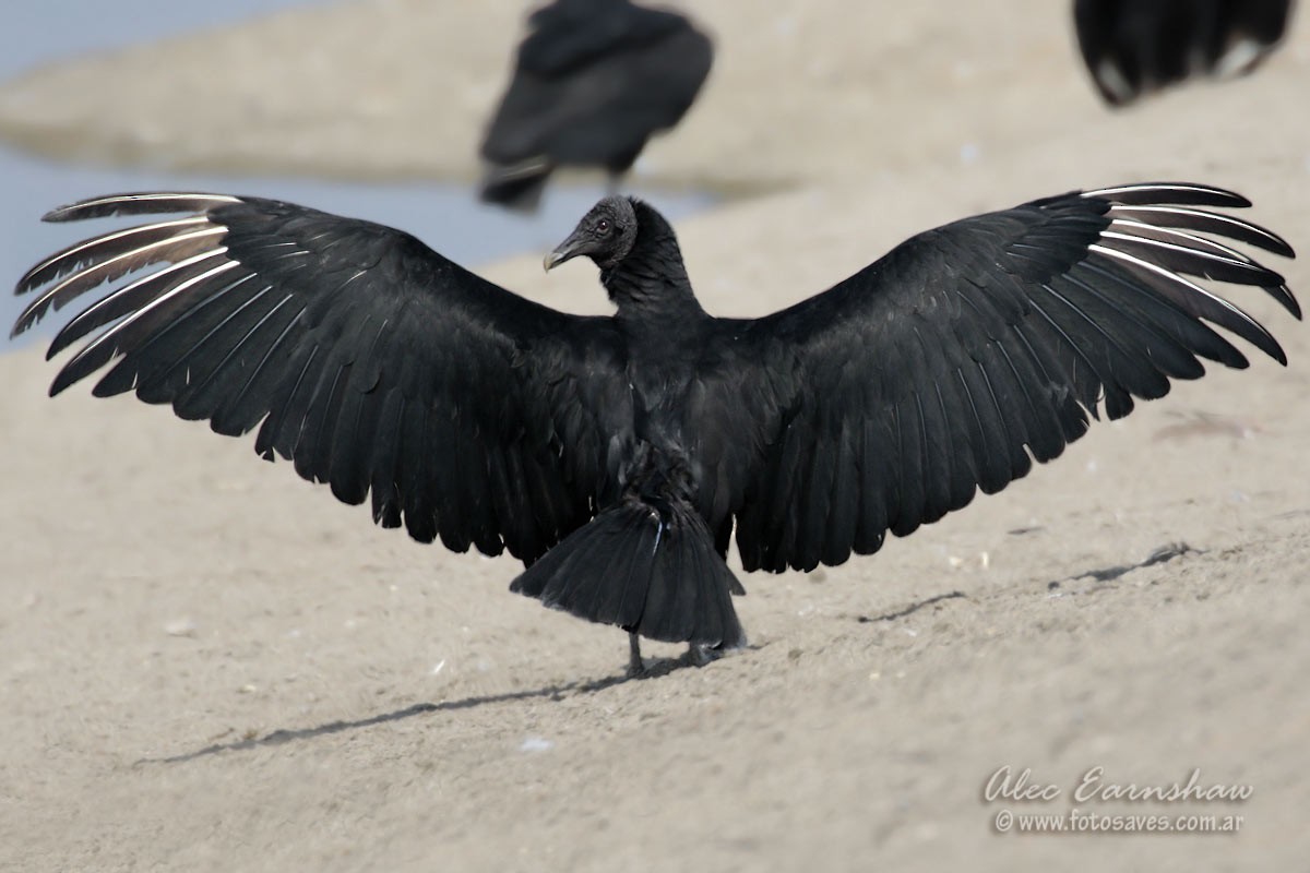 Black Vulture - ML39696461