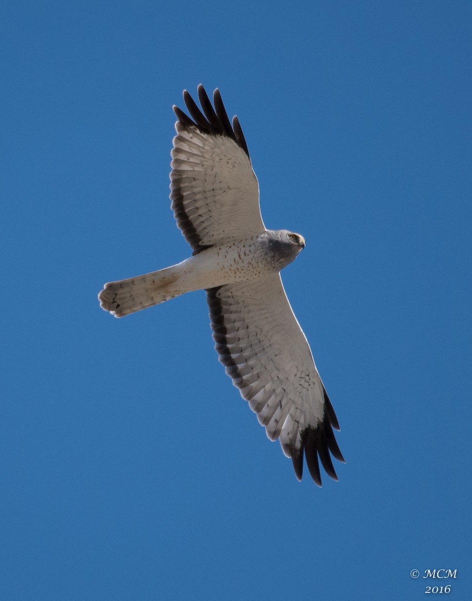 Northern Harrier - Mary Catherine Miguez