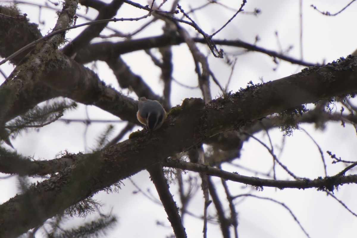 Red-breasted Nuthatch - ML396968011