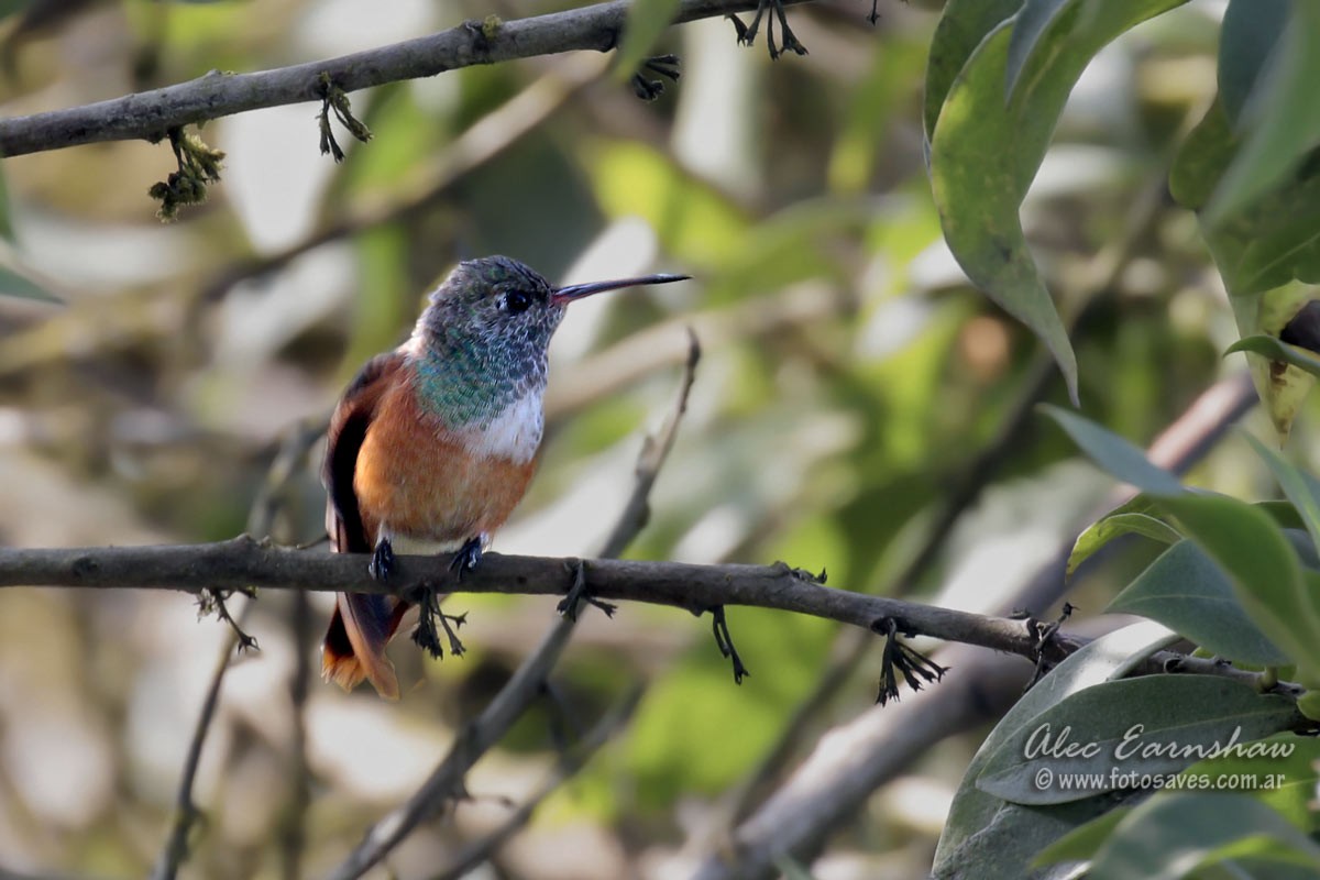 Amazilia Hummingbird - ML39697241