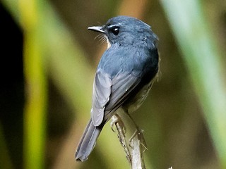  - Bundok Flycatcher