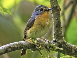  - Bundok Flycatcher