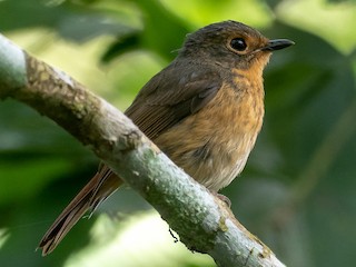  - Bundok Flycatcher