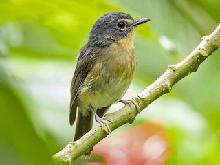  - Bundok Flycatcher