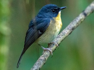  - Bundok Flycatcher