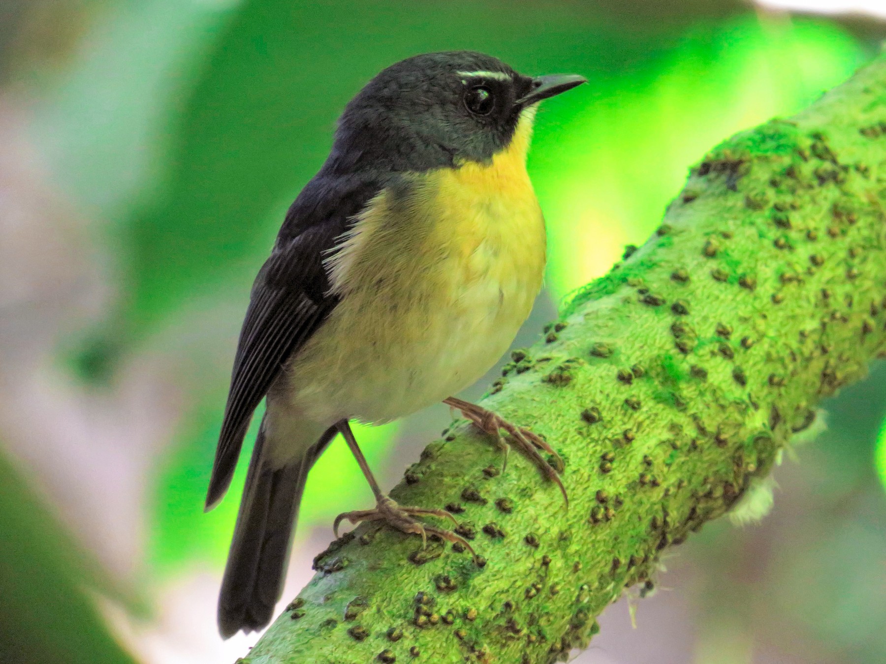 Bundok Flycatcher - eBird