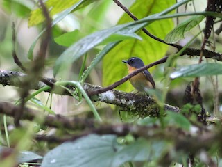  - Bundok Flycatcher