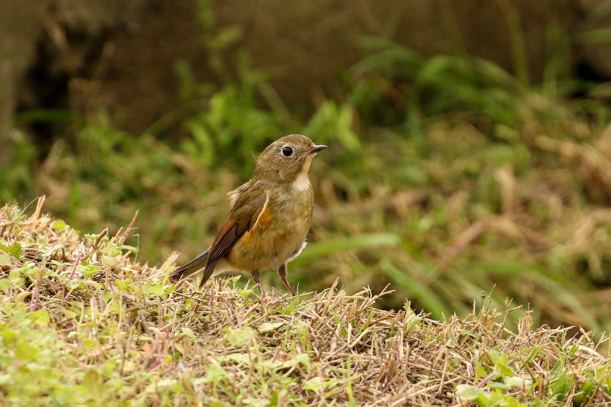 Red-flanked Bluetail - ML39699061
