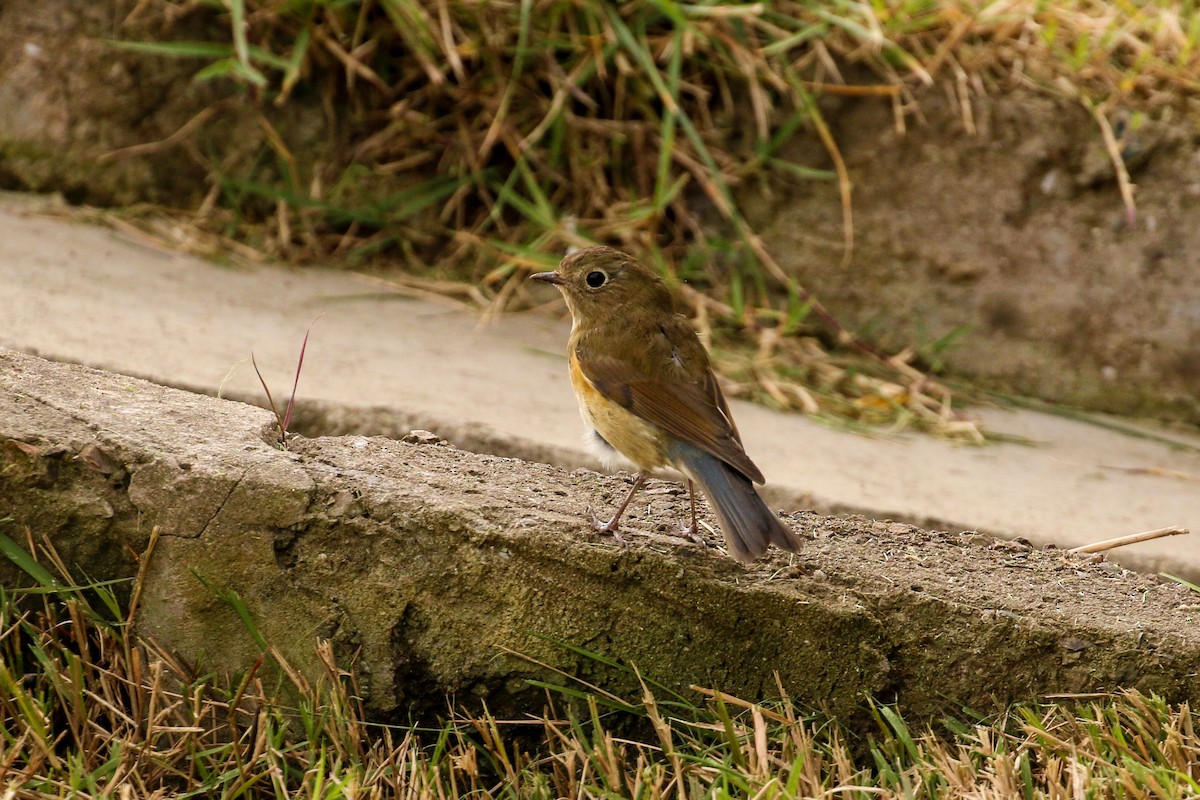 Red-flanked Bluetail - ML39699111