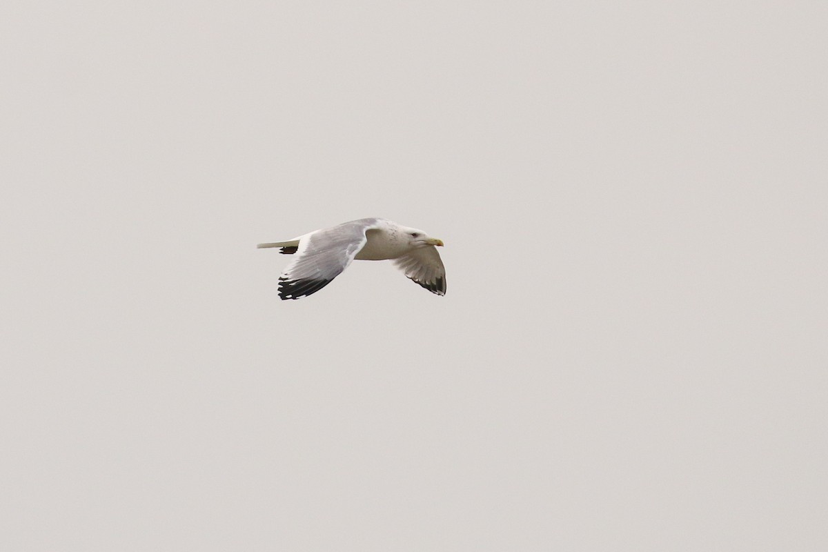 Серебристая чайка (Монгольская) - ML39699201