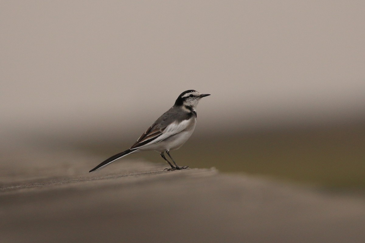White Wagtail (Black-backed) - ML39699301