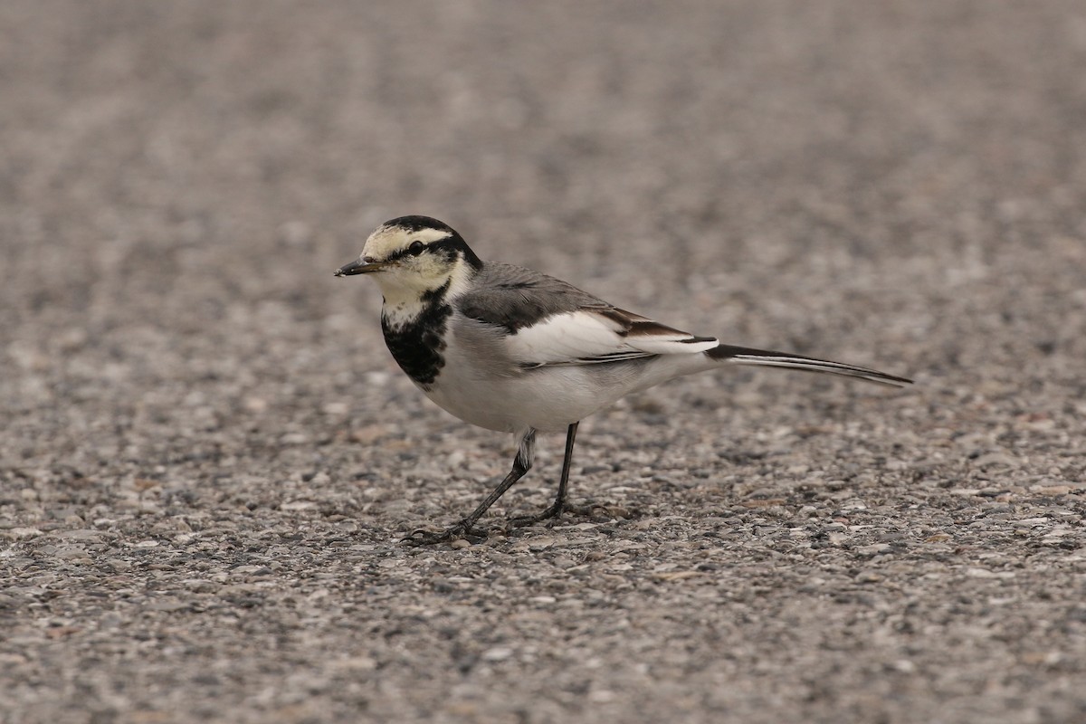 White Wagtail (Black-backed) - ML39699341