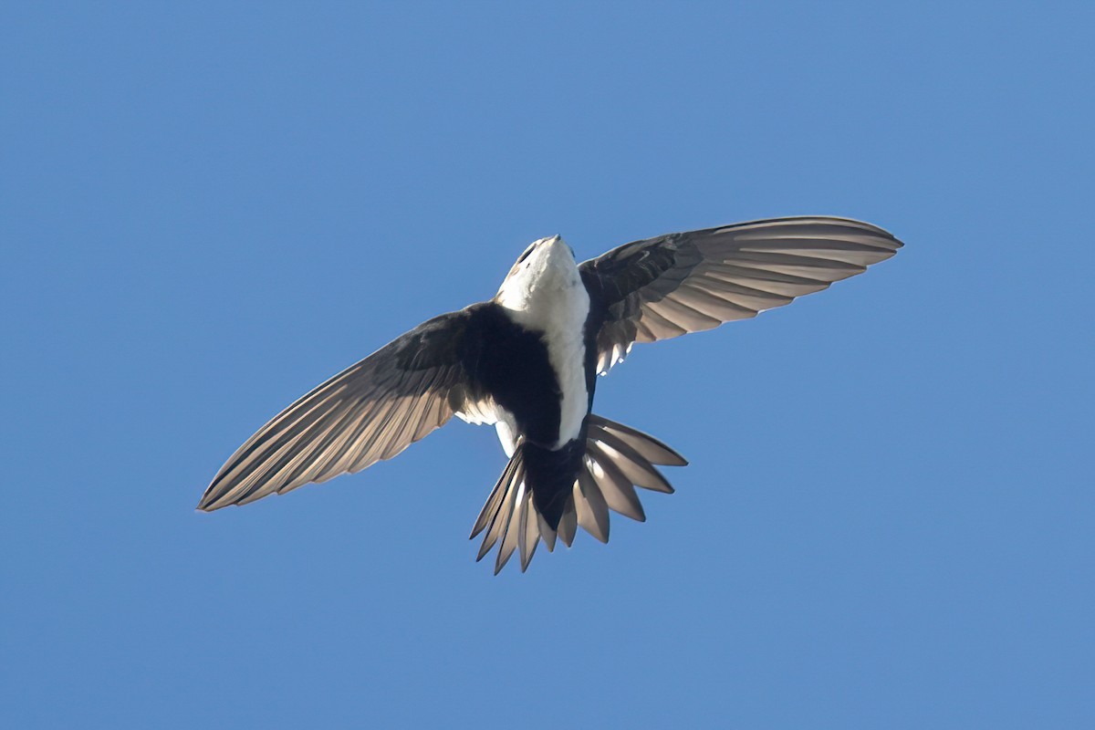 White-throated Swift - Alvaro Jaramillo