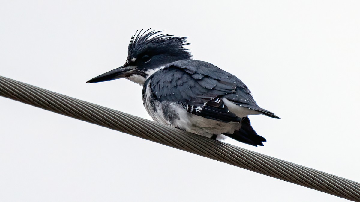 Belted Kingfisher - ML396998961
