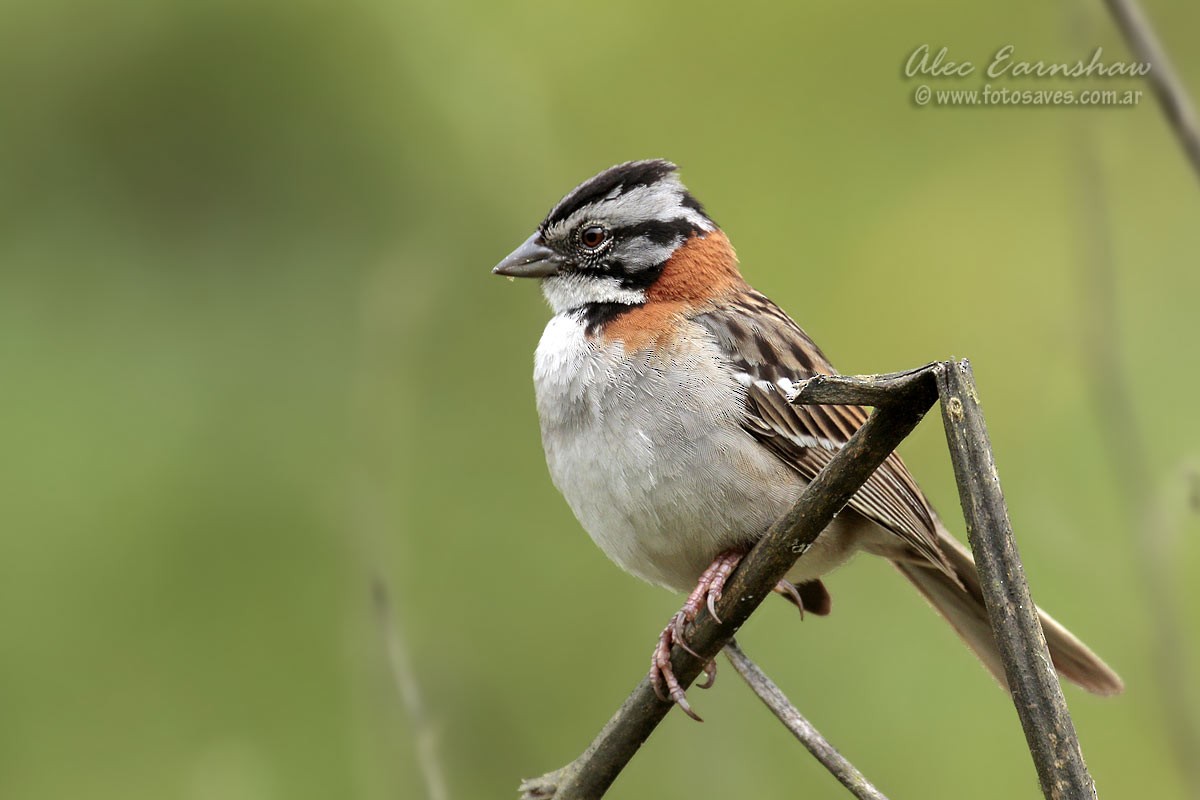 Rufous-collared Sparrow - Alec Earnshaw