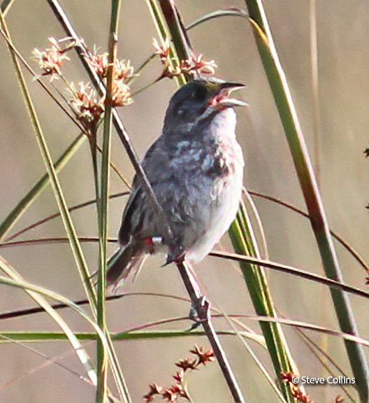 Frontal view (subspecies <em class="SciName notranslate">mirabilis</em>). - Seaside Sparrow (Cape Sable) - 