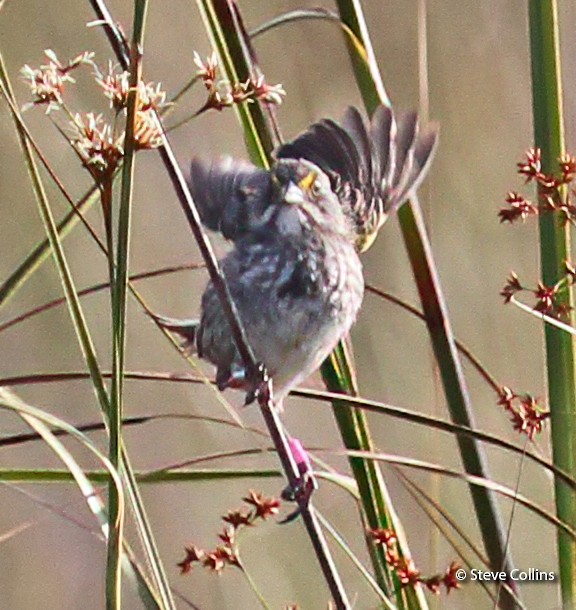 Seaside Sparrow (Cape Sable) - ML397008361