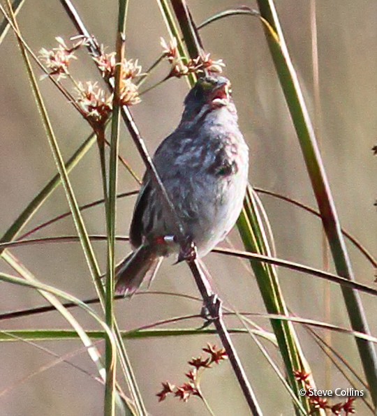 Seaside Sparrow (Cape Sable) - ML397008371