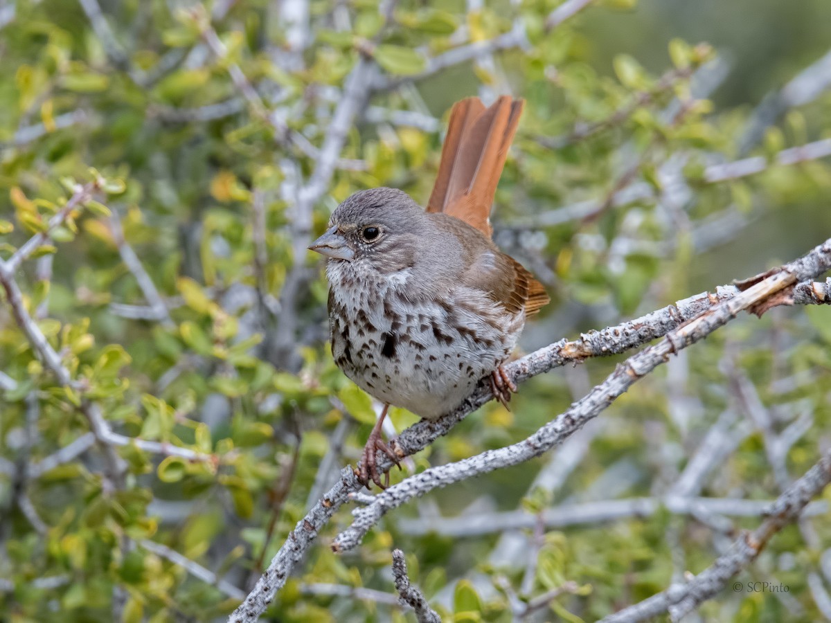 Fox Sparrow (Thick-billed) - Shailesh Pinto