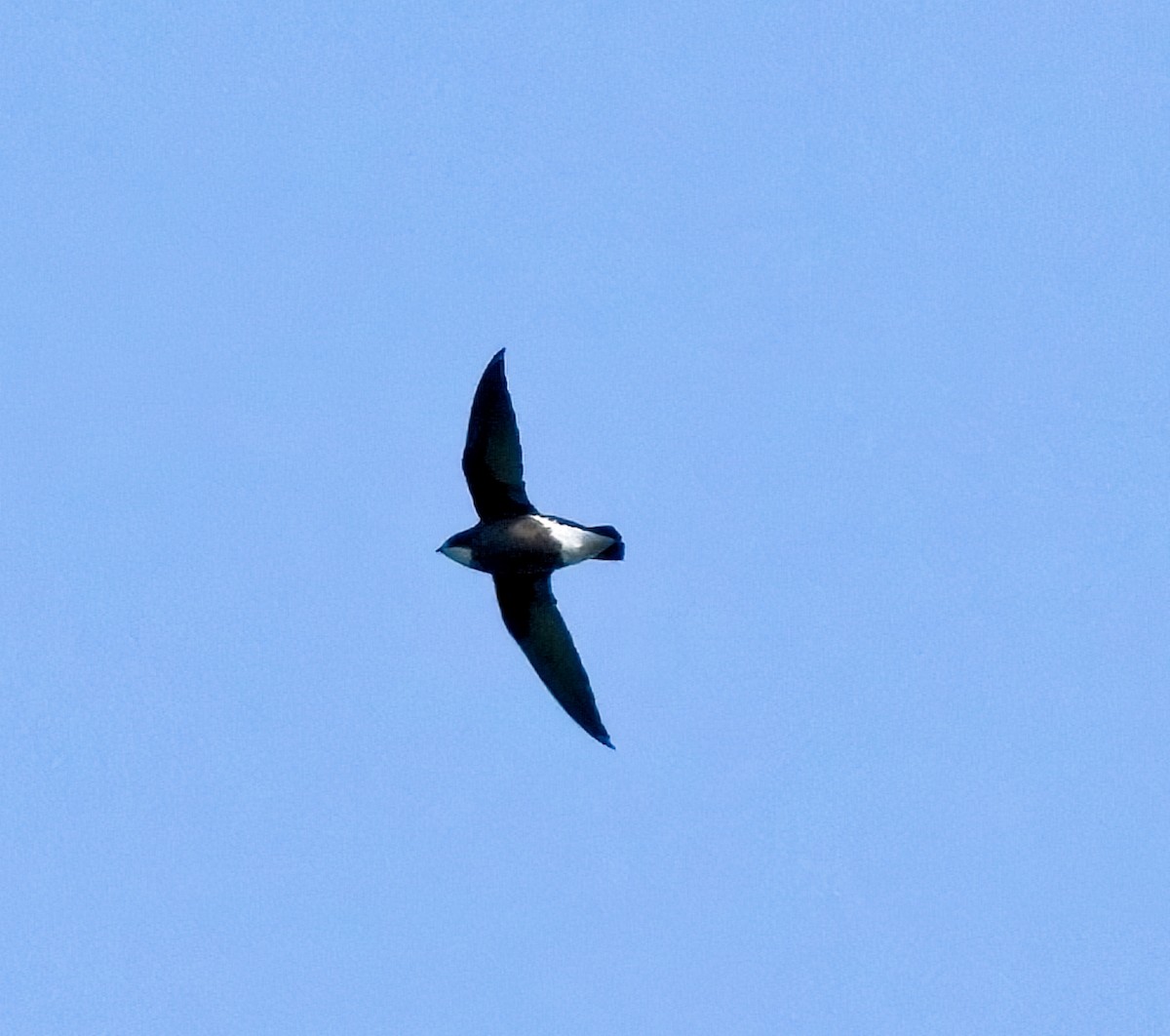 White-throated Needletail - Keith & Lindsay Fisher