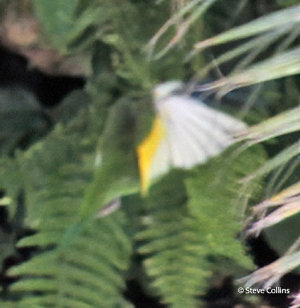 White-winged Parakeet - ML397013231