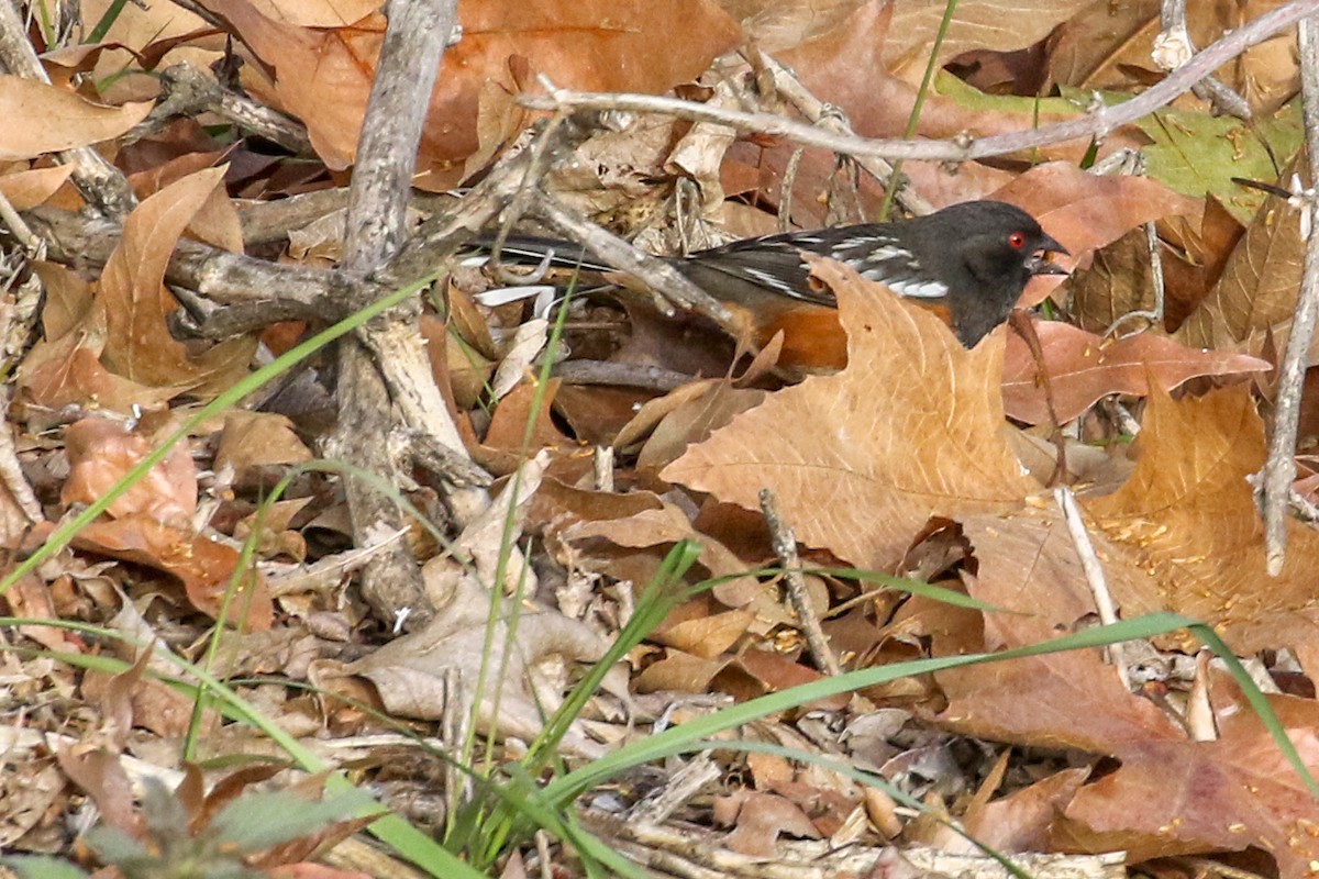 Spotted Towhee - ML397014881