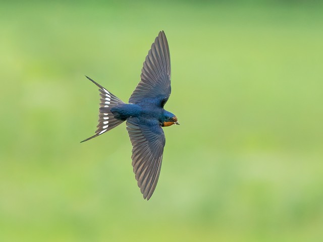  - Barn Swallow - 