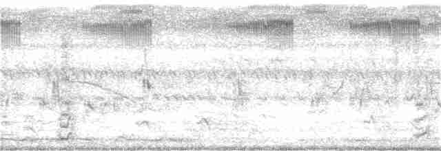 白眉秧雞 - ML397025961