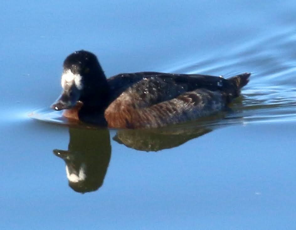 Greater Scaup - ML397033161
