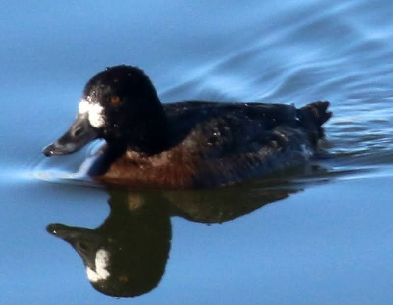 Greater Scaup - ML397033871