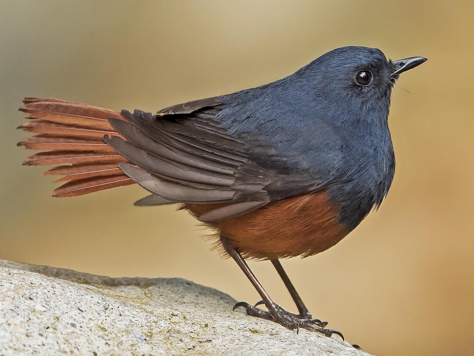 Luzon Redstart - Ramon Quisumbing