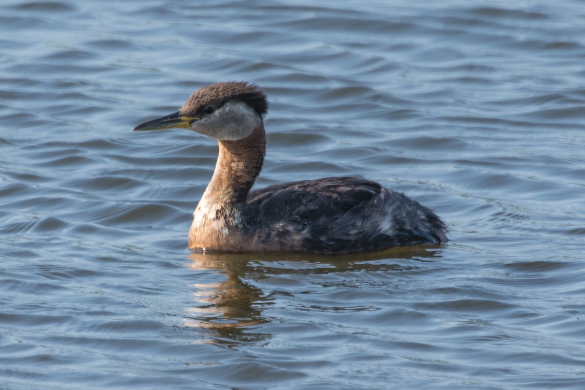 Red-necked Grebe - ML397036841