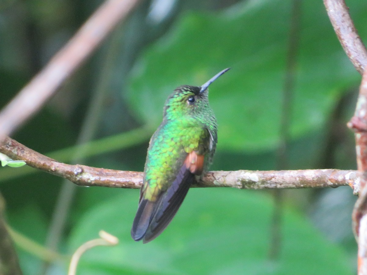 Stripe-tailed Hummingbird - Joshimar Navarro