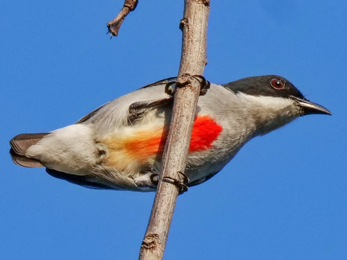 Red-keeled Flowerpecker - George Inocencio
