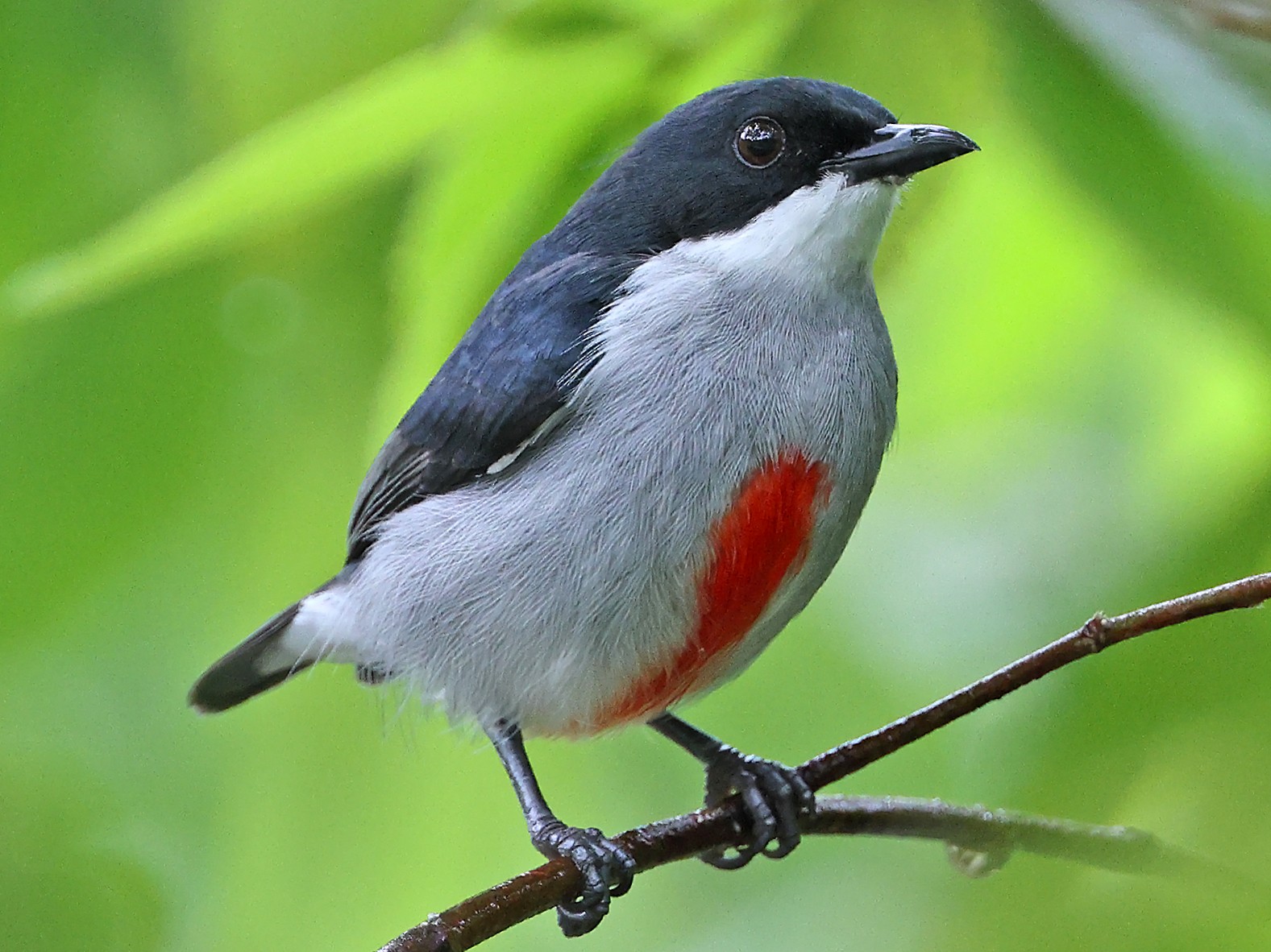 Red-keeled Flowerpecker - Robert Hutchinson
