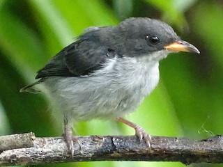 Молодая птица - Kim Cancino - ML397046971