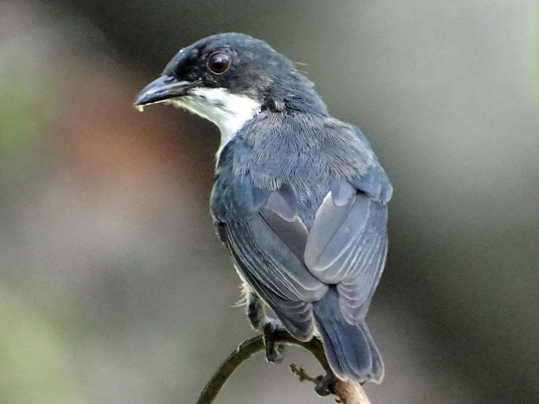 ゴシキハナドリ Ebird