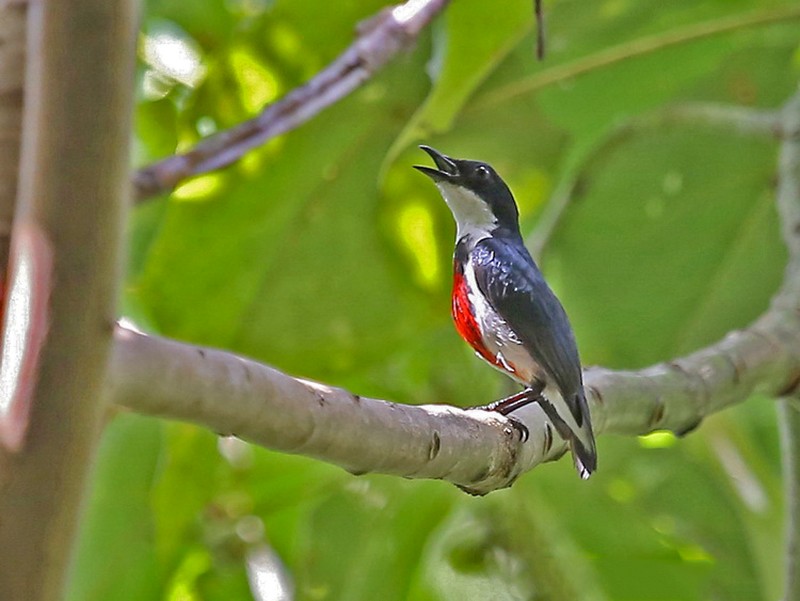 Black-belted Flowerpecker - eBird