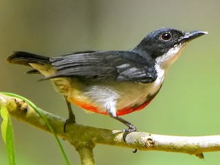 Adult - Chris Chafer - ML397049081