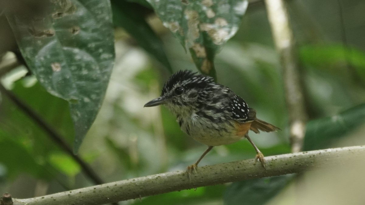 Peruvian Warbling-Antbird - ML397050061